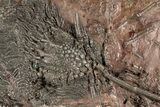 Silurian Fossil Crinoid (Scyphocrinites) Plate - Morocco #189916-1